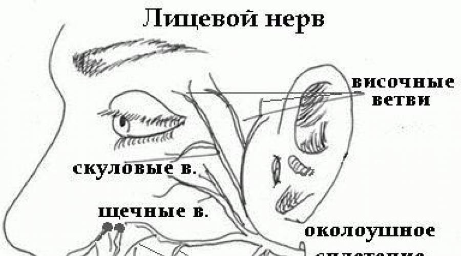 2 лицевой нерв. Лицевой нерв схема пути. Ход лицевого нерва схема. Краевая ветвь лицевого нерва.