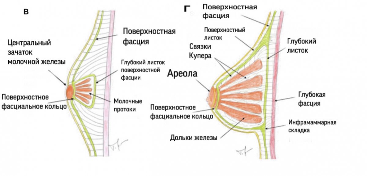 Покажи молочные железы. Связка Купера молочной железы анатомия. Молочная железа связки Купера молочной железы. Связки Купера топографическая анатомия молочные железы. Подвешивающие связки молочной железы (Купера).