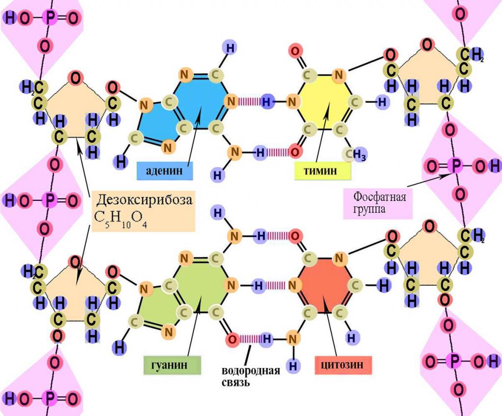 Схема соединения нескольких нуклеотидов в цепь первичная структура