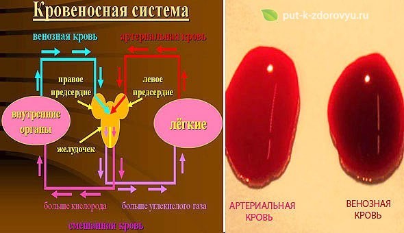 Почему кровь темная из вены. Венозная и артериальная кровь различия. Венозная кровь и артериальная кровь различия.